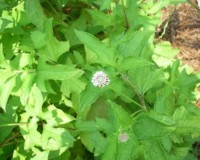 melanthera nivea 8-11.jpg